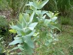 Eucalyptus globulus (seed)